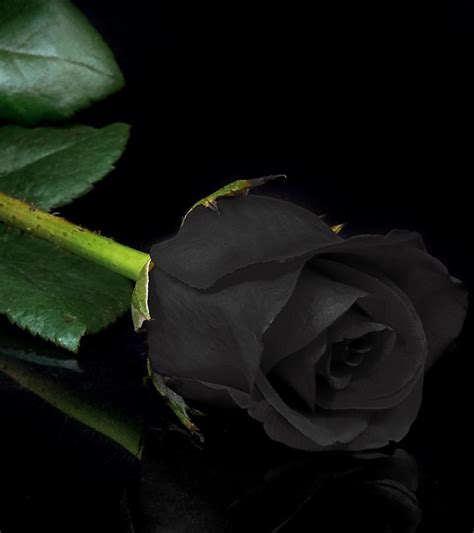 Black Rose Image Beautiful Black Natural Rose Wallpaper Flowers 852