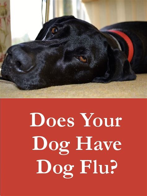 Of the two main viral strains of feline influenza. Pin on Dog Health