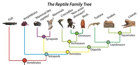 Episode 3 Field Guide Whats A Reptile Past Time Paleo