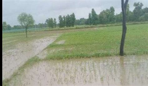 मेरठ दो दिन की बेमौसम बारिश ने बदला मौसम फसलों को भी पंहुचा नुक्सान