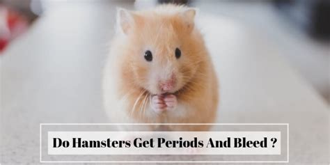 Gestation Period For Hamsters Christening Outfits Baby Boy