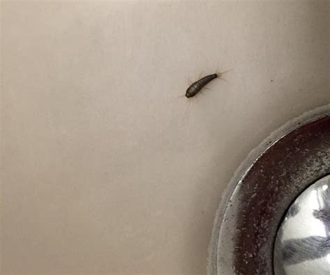 How To Get Rid Of Tiny Black Bugs In Bathroom Naturally