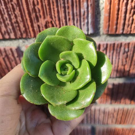 Aeonium Lily Pad Rosette Lily Pads Rare Succulents Planting