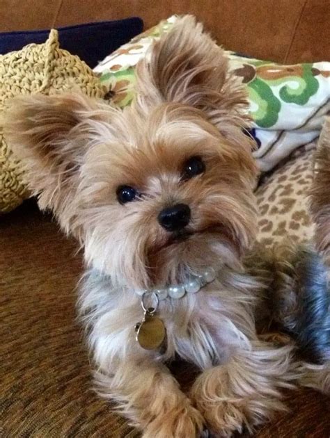 Yorkie Haircuts Pictures Coolest Yorkshire Terrier Haircuts