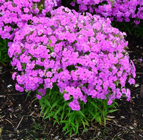 Phlox X Glaberrima Forever Pink Forever Pink Hybrid Phlox