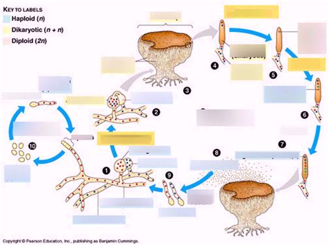 Sac Fungi Lifecycle Kingdom Fungi Phylum Ascomycota Diagram Quizlet