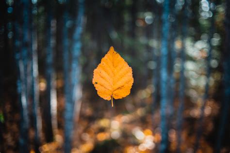 Falling Autumn Leaf 5k Hd Nature 4k Wallpapers Images Backgrounds