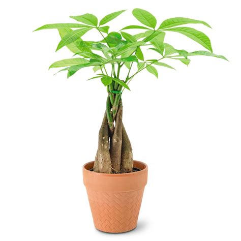 A wide variety of braided money tree options are available to you, such as plastic. Aldi Valentine Truffles, Cat Houses, and More Items You Can't Miss at Aldi This Week | Aisle of ...