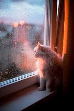 Hemingway helps the reader to appreciate cat in the rain through his use of setting, writing style, and character. ...for a rainy day... on Pinterest | Rainy Days, Rain and ...