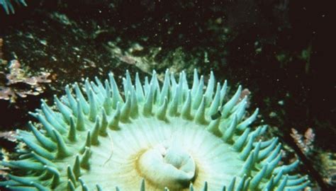 Physical Characteristics Of A Sea Anemone Sciencing