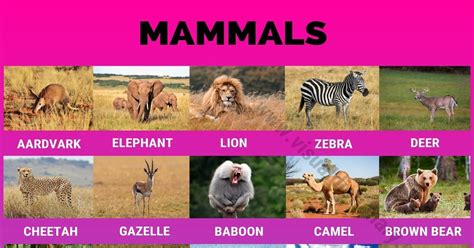 Mammals Wonderful List Of 175 Names Of Mammals With Pictures Visual