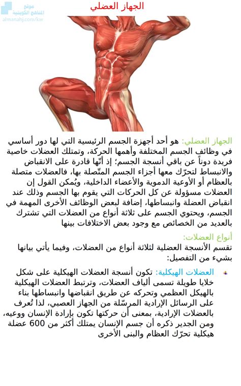 معلومات عن الجهاز العضلي