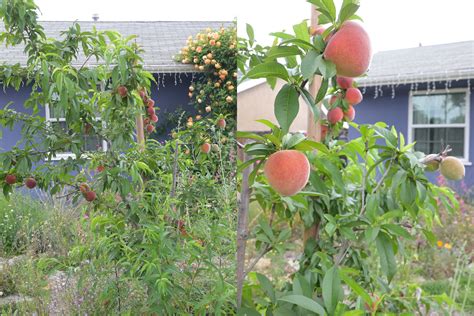 Pros And Cons Of Growing A Multi Graft Fruit Tree