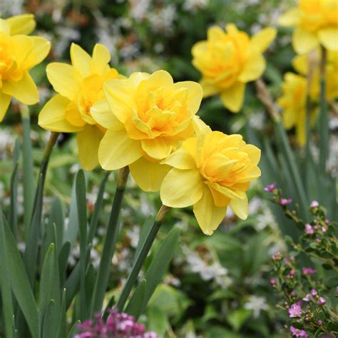 Narcissus Yellow Cheerfulness Easy To Grow Bulbs