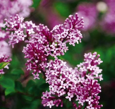 Lilac Dwarf Korean