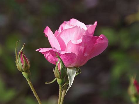 Young Pink Rose In Garden Free Stock Photo Public Domain Pictures