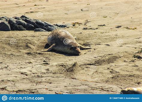 Fur Seals On The Coast Of California Y Marine Mammals Stock Image