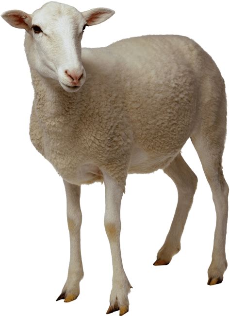 Sheep Png Free Download 7 Png Images Download Sheep Png Free Images