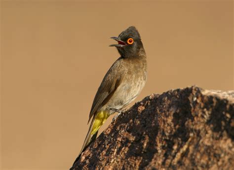 African Red Eyed Bulbul Archives Nature And Wildlife Photography