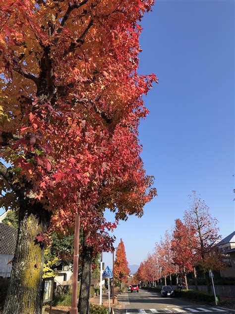 京都散歩 桂坂 モミジバフウの並木道 てくてく歩く