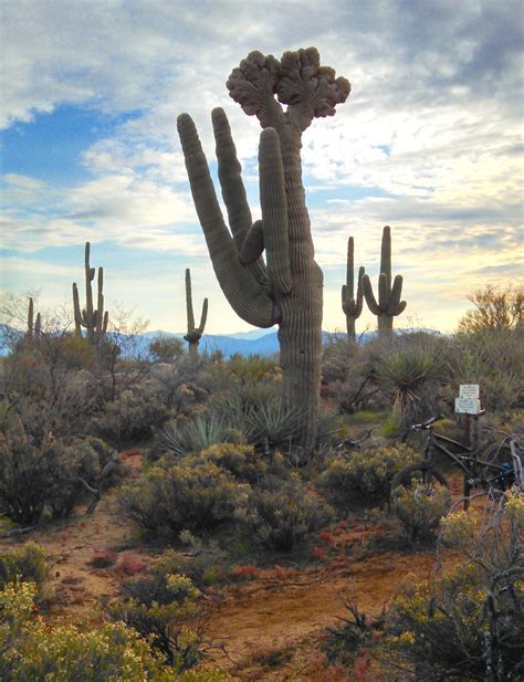 Free Images Landscape Tree Nature Cactus Desert