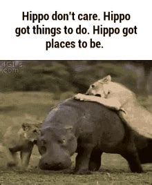 Watermelon eating contest # contest# eating#watermelon. Image result for hippo eating watermelon gif | Cute funny animals, Funny animals, Funny animal ...