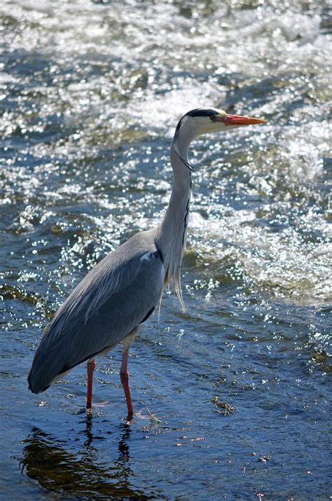 Bird Heron Ornithology Free Photo On Pixabay Pixabay