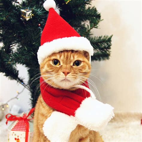 Pet Hat Xmas Pet Cat Dog Sml Santa Hatscarf Costume Red