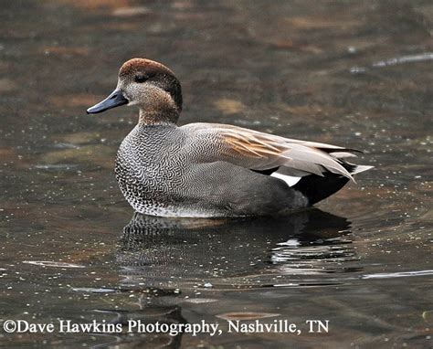Gadwall Duck Anas Strepera Information From The Tennessee Wildlife