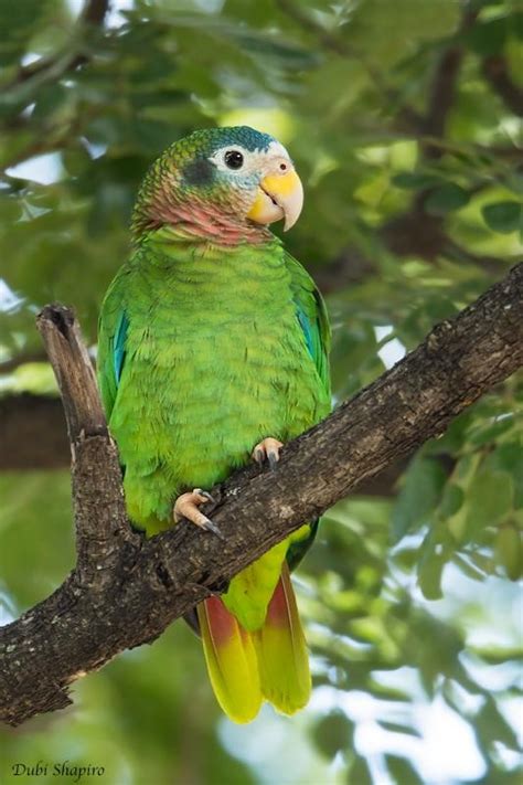 Yellow Billed Parrot