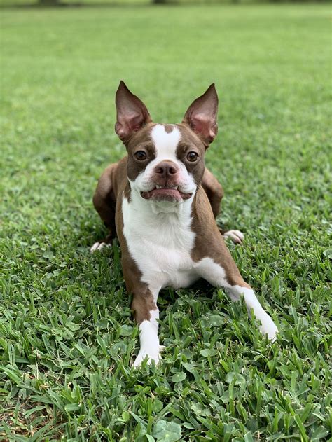 Are Boston Terriers Good With Other Dogs — Hookd On Phoenix