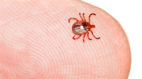 A Tick Species From The Southeastern Us Known To Cause Meat Allergies