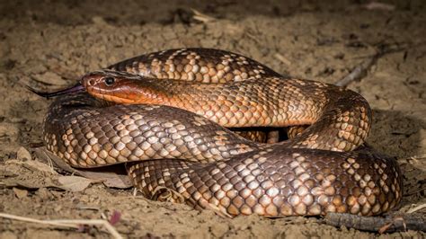 Snake Attack North Queensland Jursip
