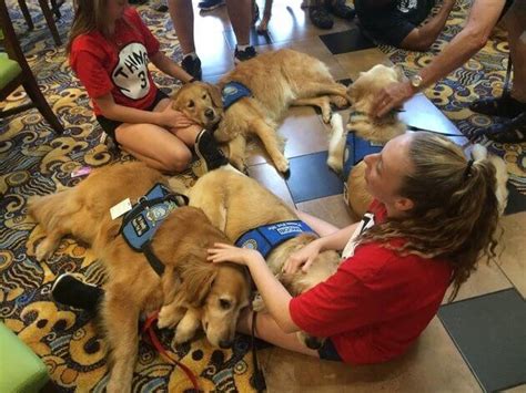 How Therapy Dogs Are Comforting People