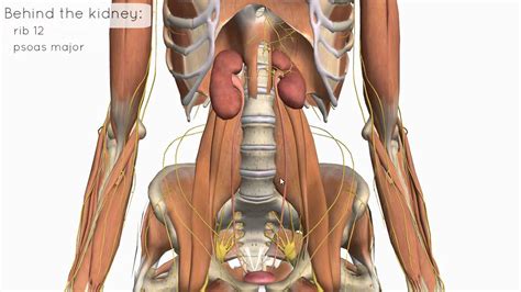 Common problems include allergies, diseases or infections. Location and Relations of the Kidney - 3D Anatomy Tutorial ...