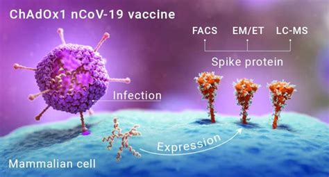 First Images Of Cells Exposed To Covid Vaccine Reveal The Production