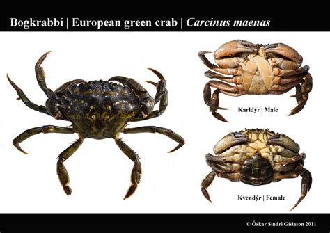 European Green Crab Bogkrabbi Sexual Dimorphism In Abdom Flickr
