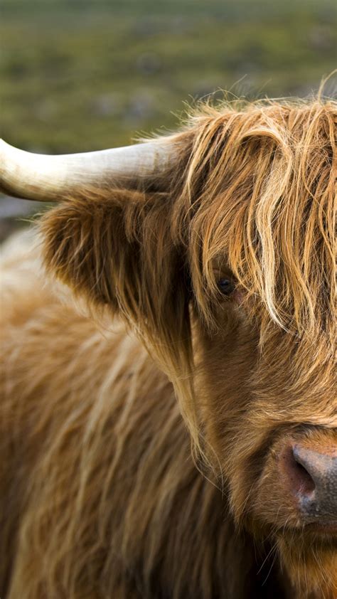 Highland Cow Applecross Peninsula Scotland Uk Windows 10 Spotlight