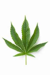 Pictures of Marijuana Leaf Images