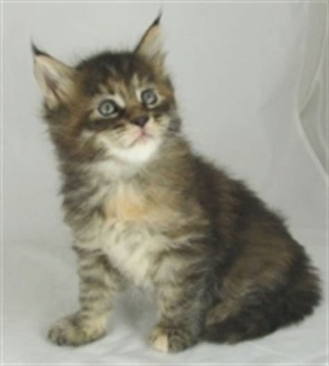 The judge is rachel anger. Maine Coon Cats For Sale In Ohio