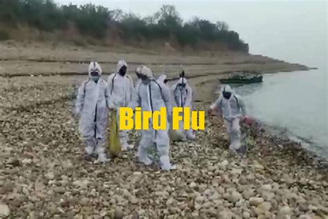 Bird flu is spread through contact with both wild birds and domestic poultry, such as chickens while bird flu infections are rare, most of them occur in people who've had unprotected contact with an. Bird Flu in India 2021 Latest Updates: Cases reported in ...