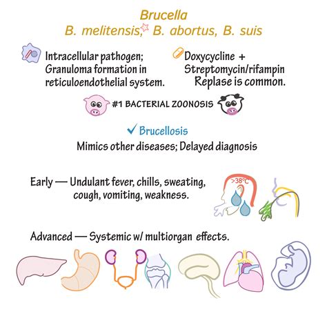 Immunologymicrobiology Glossary Brucella Draw It To Know It