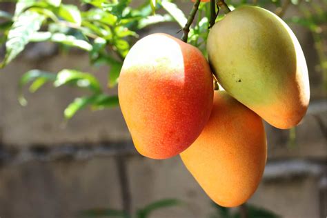 Are Mango Trees Evergreen A Guide To Mango Cultivation