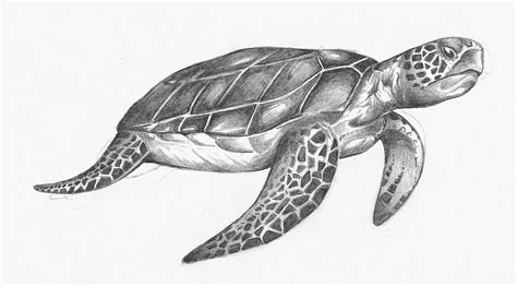 Cute Sea Turtle Drawing At Paintingvalley Com Explore Collection Of