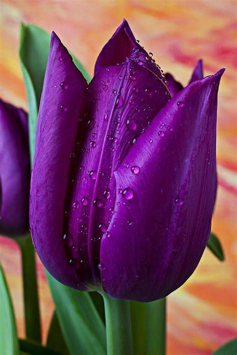 Képtalálat A Következőre „purple Tulips” Purple Tulips Amazing