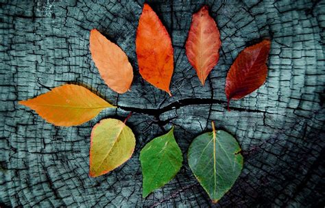 Fall Leaves Wallpaper Collection Pixelstalknet Posted By Michelle Mercado