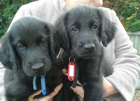 Flat coated retrievers are naturally obedient, and thrive on training and pleasing their owner. Flat Coated Retriever Pups ~ Classic Look & Trim | Cute ...