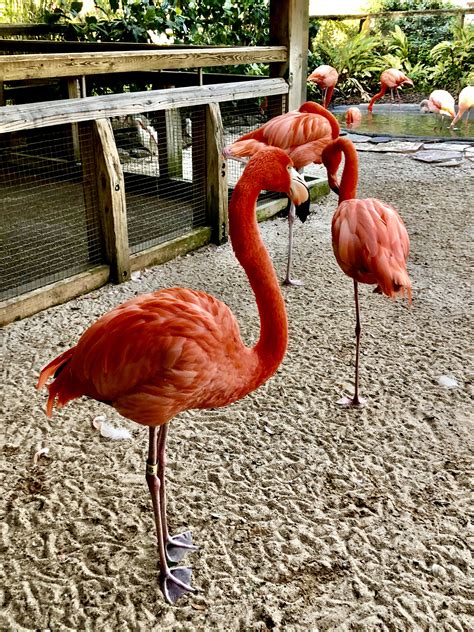 Flamingo In 2020 Busch Gardens Tampa Busch Gardens Tampa Bay Busch