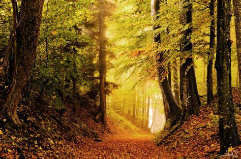 Forest Autumn Nature Leaves Brightness Free Wallpapers