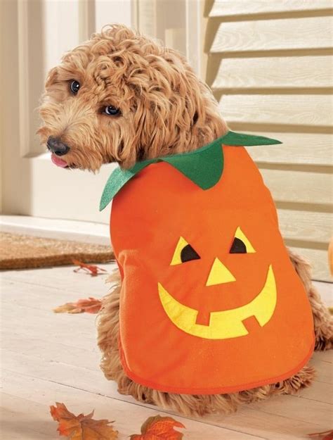 19 Cute And Funny Halloween Costumes For Pets Animals Zone